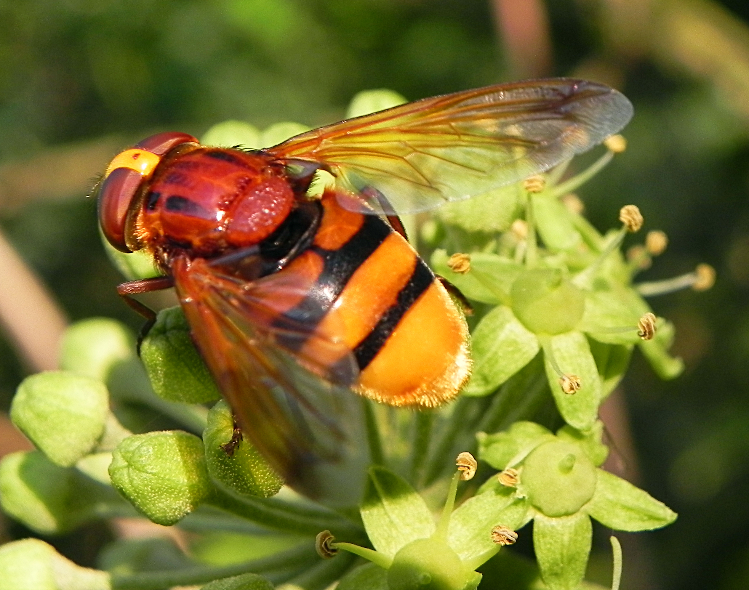 Fam. Syrphidae, Italia, Brescia, 23 Aug 2014. Provided by Paolo to children for didactics, but not shot with them.